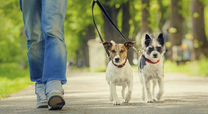 Animales de compañía